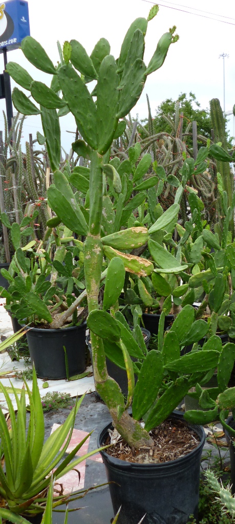 Nala ナラ　Cactus all in one OP084: Opuntia davisii x kleinii 'Golden Lion' COLD HARDY